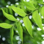 What is Neem??, Benefits of Neem, Uses, Side Effects